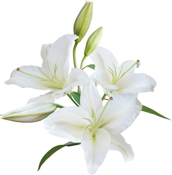 cover-pic
